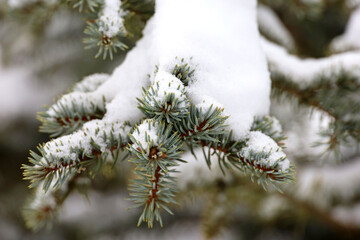 Snow covered fir branches in winter forest. Nature after snowfall, cold weather