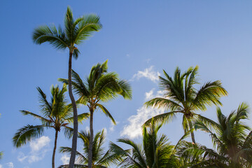 Fototapeta na wymiar Green palm tree on blue sky background