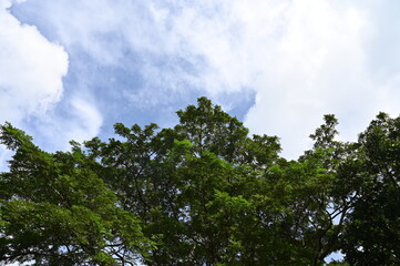 A large Acacia tree against the blue sky in the Philippines on a sunny day.