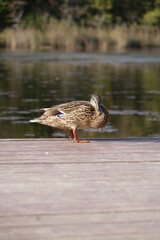 duck on the pier