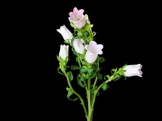 flowers on a black background