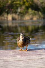 duck on the pier