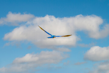 Macaw parrots flying in the sky