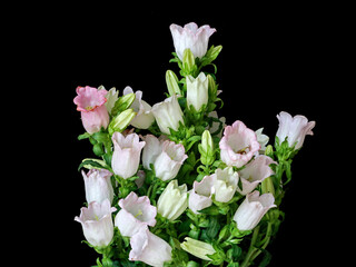 flowers on a black background