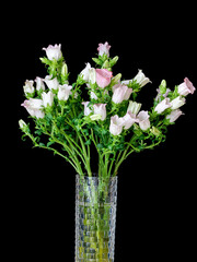 flowers on a black background