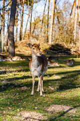 Female fallow deer, hind, Dama dama, stands in front of the lying herd in the H&ouml;llohe wildlife park in Teublitz near Schwandorf in Germany