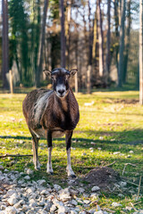 Weibliches Mufflon im WIldtierpark Höllohe in Teublitz bei Schwandorf