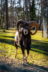 Männliches Mufflon im Wildtierpark Höllohe in Teublitz bei Schwandorf