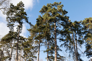 Very tall thin-trunked trees on a sunny day