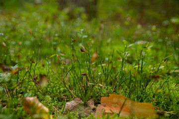 Forest grass moss small mushrooms close up
