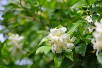 Obraz na płótnie Canvas Jasmine white flowers with droplets freshness on tree