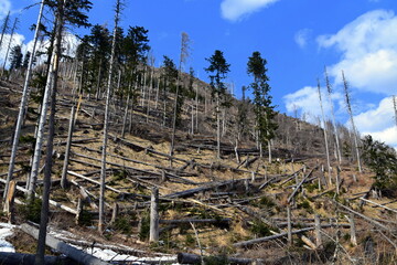 Fototapeta na wymiar Wycinka drzew w Tatrach, Park Narodowy, las, TPN, 