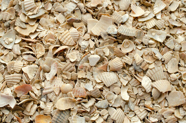 Pile seashells used for feeding chickens, background, texture, top view. Crushed shells are used to...