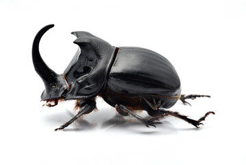 ダイコクコガネ　Copris ochus