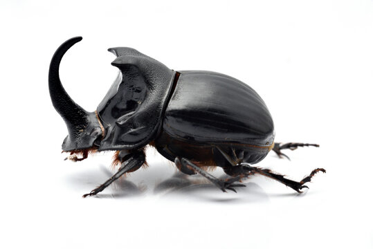 ダイコクコガネ　Copris ochus