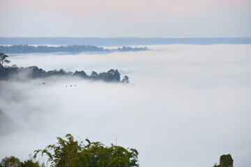 Fog cover the tropical mountain in early morning