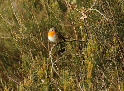 Rouge Gorge