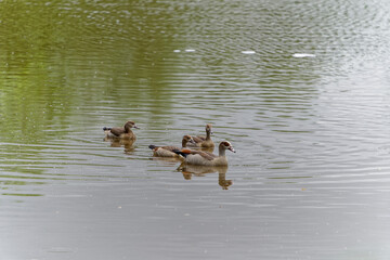 Nilgans, Alopochen aegyptiaca