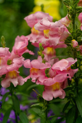 Löwenmäulchen, Antirrhinum majus