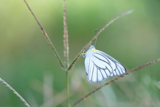 Close-Up Of Butterfly On Leaf, Striped Albatross