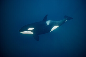 orcas or killer whales in Kvænangen fjord in Norway hunting for herrings