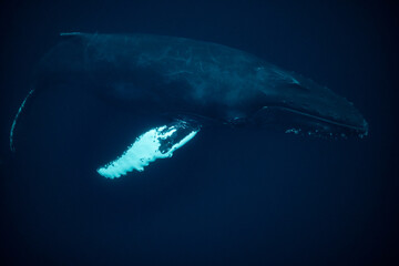 Fototapeta premium humpback whales in Kvænangen fjord in Norway hunting for herrings