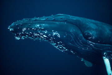 humpback whales in Kvænangen fjord in Norway hunting for herrings