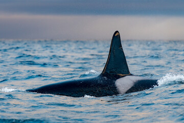 orcas or killer whales in Kvænangen fjord in Norway hunting for herrings