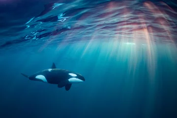 Papier Peint photo Orca orcas or killer whales in Kvænangen fjord in Norway hunting for herrings