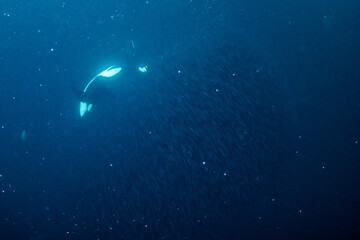 Obraz na płótnie Canvas orcas or killer whales in Kvænangen fjord in Norway hunting for herrings