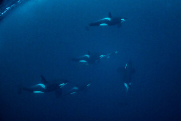 orcas or killer whales in Kvænangen fjord in Norway hunting for herrings