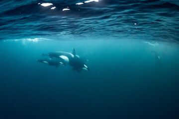 Fototapeta premium orcas or killer whales in Kvænangen fjord in Norway hunting for herrings