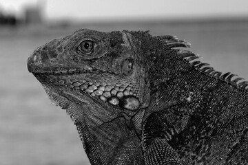 a black and white photo of an iguana