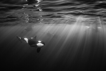 orcas or killer whales in Kvænangen fjord in Norway hunting for herrings © Subphoto