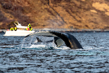 humpback whale in Kvænangen fjord norway