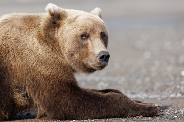 Obraz premium A male coastal brown bear laying on the beach looking right at the camera