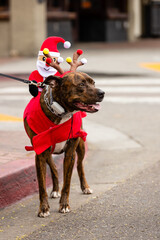 Gaslamp Pet Parade at San Diego California