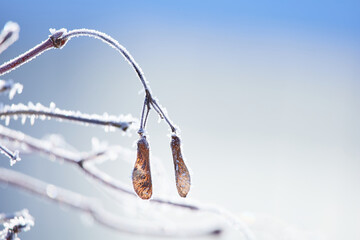 frozen maple seeds and branch with blue background and sun