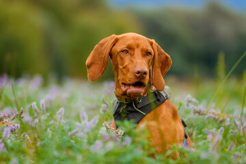 Cute vizsla puppy outdoors portrait in a meadow full of flowers.