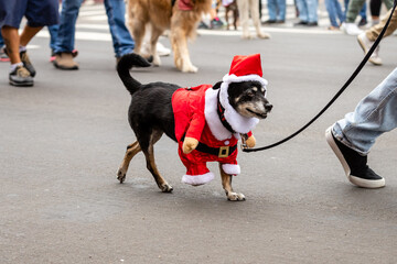 Gaslamp Pet Parade at San Diego California