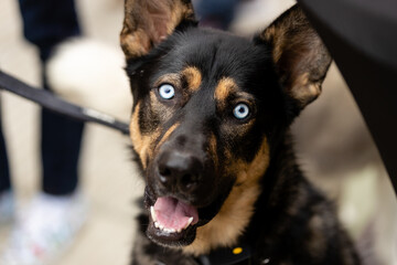 Gaslamp Pet Parade at San Diego California