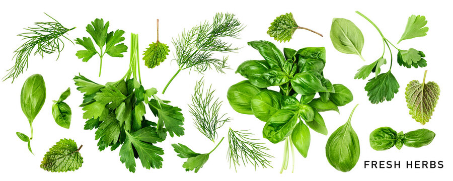 Fresh summer herbs set. PNG with transparent background. Flat lay. Without shadow.