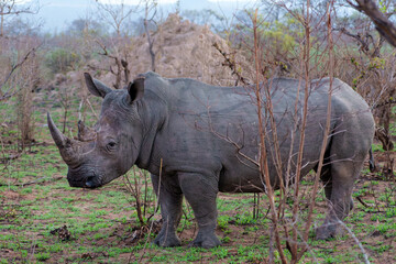 Fototapeta premium White Rhinoceros bull walking in Sabi Sands Game Reserve, part of the Greater Kruger Region, in South Africa