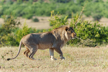 Lion (Panthera leo) male hunting in Mashatu Game Reserve in the Tuli Block in Botswana 