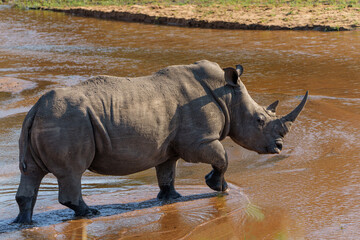 White Rhinoceros bull walking in Sabi Sands Game Reserve, part of the Greater Kruger Region, in South Africa