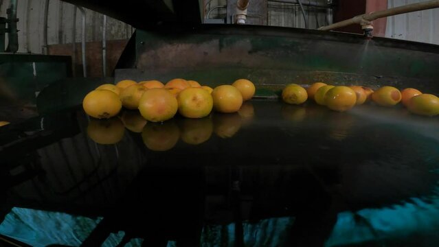 Citrus on Packing plant conveyor belt 
