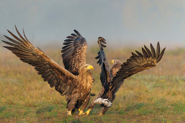 Eagle battle. White tailed eagles (Haliaeetus albicilla) fighting for food on a field in the forest in Poland. 