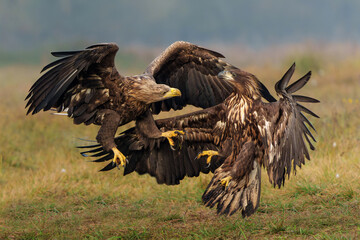 Eagle battle. White tailed eagles (Haliaeetus albicilla) fighting for food on a field in the forest in Poland. 