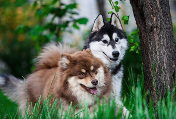 Finnish lapphund in the park