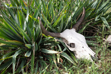 Obraz premium skull in the grass